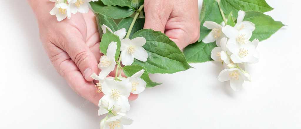 El momento ideal para sembrar jazmín y tener flores todo el año