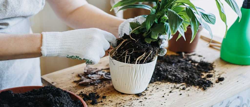 C&oacute;mo hacer un fertilizante casero con c&aacute;scaras de fruta