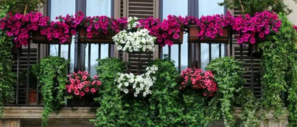 Las mejores plantas florales para decorar tu balcón 