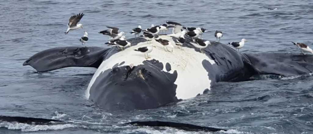Encontraron seis ballenas muertas en las cosas de Puerto Pirámides