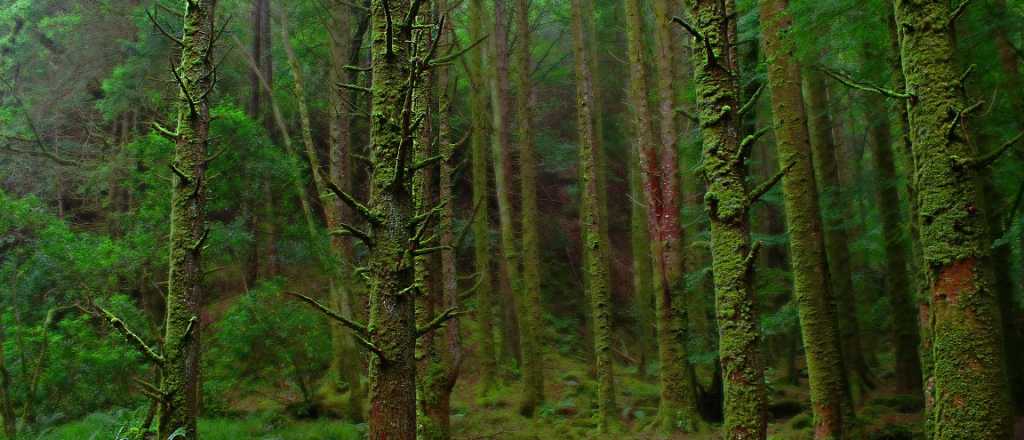 &iquest;Sab&eacute;s cu&aacute;ntos &aacute;rboles hay por persona en el mundo? Hay respuesta