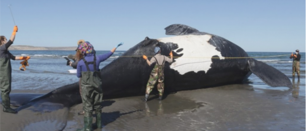 Aparecieron otras 3 ballenas muertas en el Golfo Nuevo