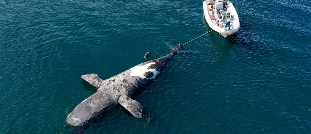 Ya son 10 las ballenas encontradas muertas en Chubut