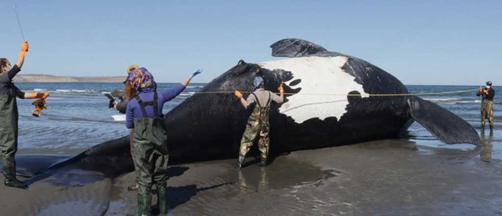 Ya son 13 las ballenas muertas: investigan causas y hay preocupación