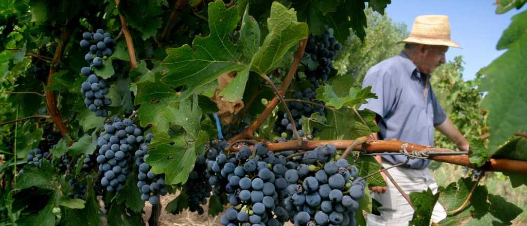 El INV estimó una merma de 21% en la cosecha de uva para esta vendimia