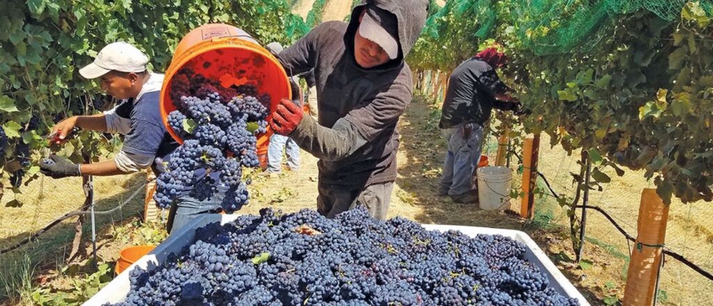 Falta gente que quiera ir a cosechar uva en Mendoza