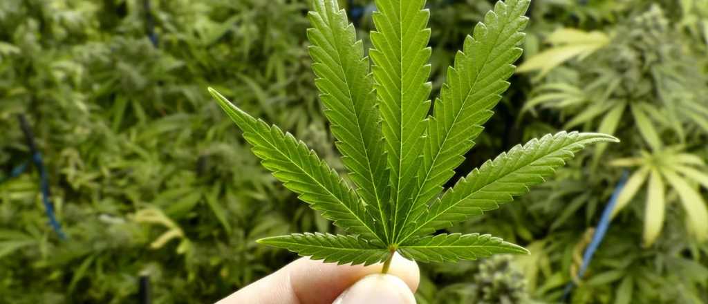 Salud y belleza: los m&uacute;ltiples de beneficios del cannabis 