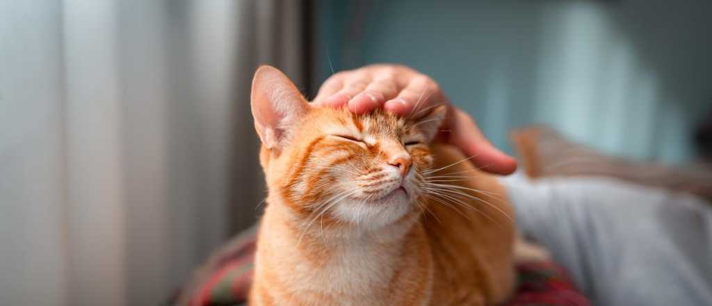Según la ciencia muchos dueños no saben como acariciar sus gatos