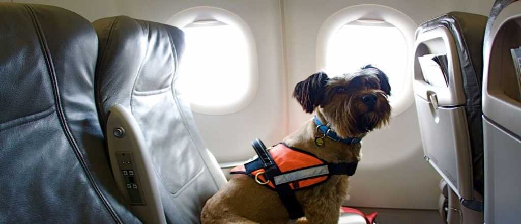 Viajar en avión con tu mascota: cómo hacerlo y cuánto cuesta