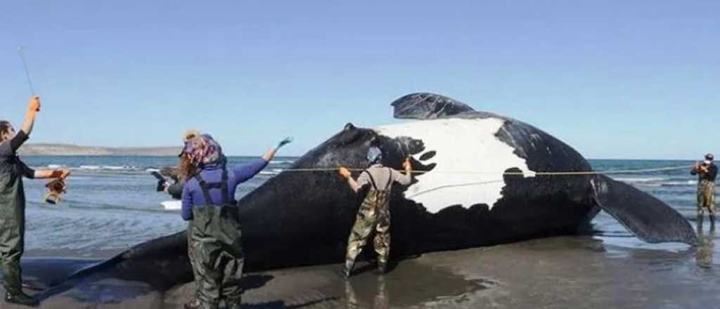 Aparecieron tres ballenas muertas en la Península Valdés y ya son 18