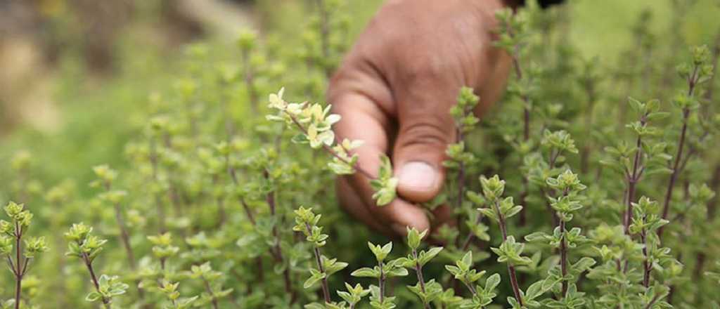 Reconocen la Indicación Geográfica "Orégano de San Carlos"
