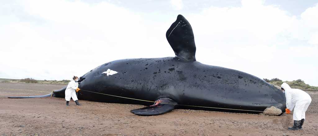 Preocupaci&oacute;n en el Sur: ya son 30 las ballenas muertas