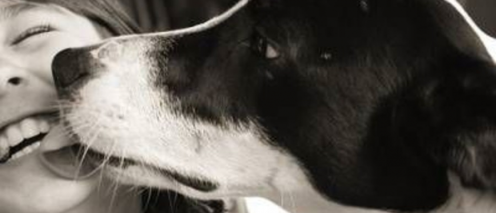 Con estas 5 se&ntilde;ales sabr&aacute;s si tu perro te quiere y conf&iacute;a en vos