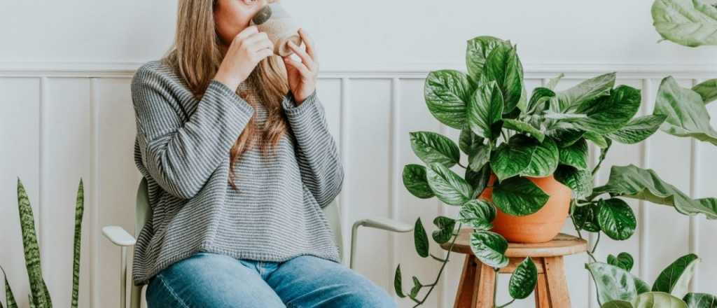 Estas son las plantas m&aacute;s recomendadas para atraer la abundancia