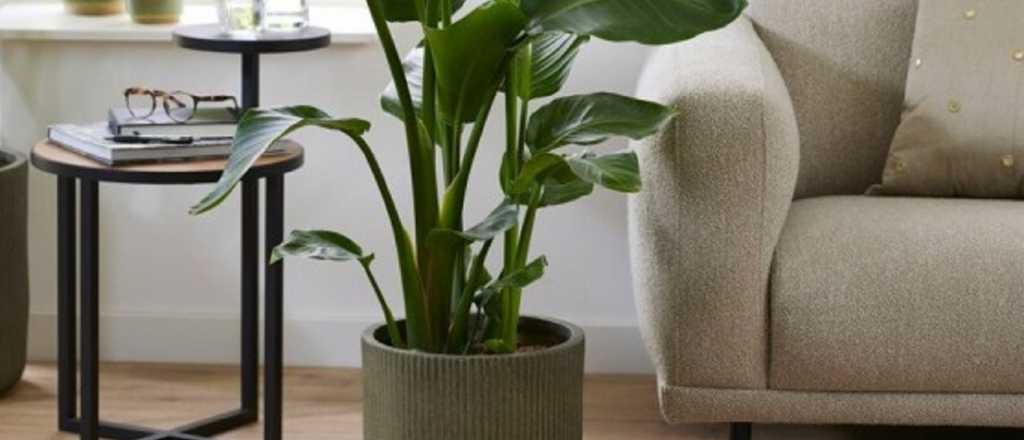 Strelitzia nicolai: cómo cuidar la planta ideal para decorar tu casa