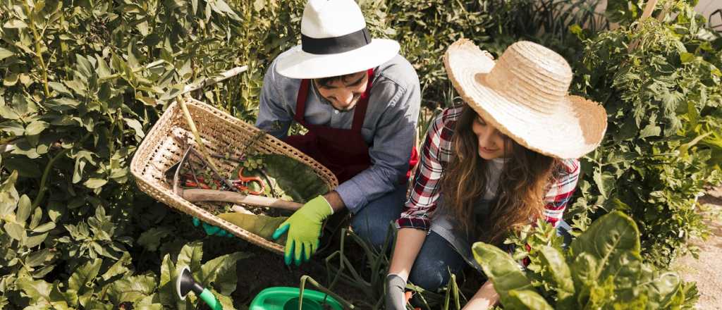 C&oacute;mo hacer una huerta urbana con restos de caf&eacute; o t&eacute;