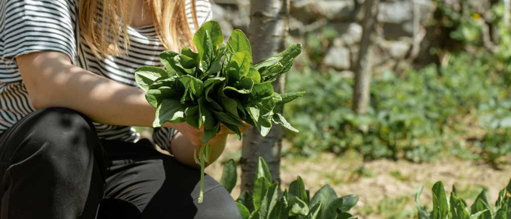 Ni tomates ni albahaca: qué sembrar en febrero para tener una huerta en casa