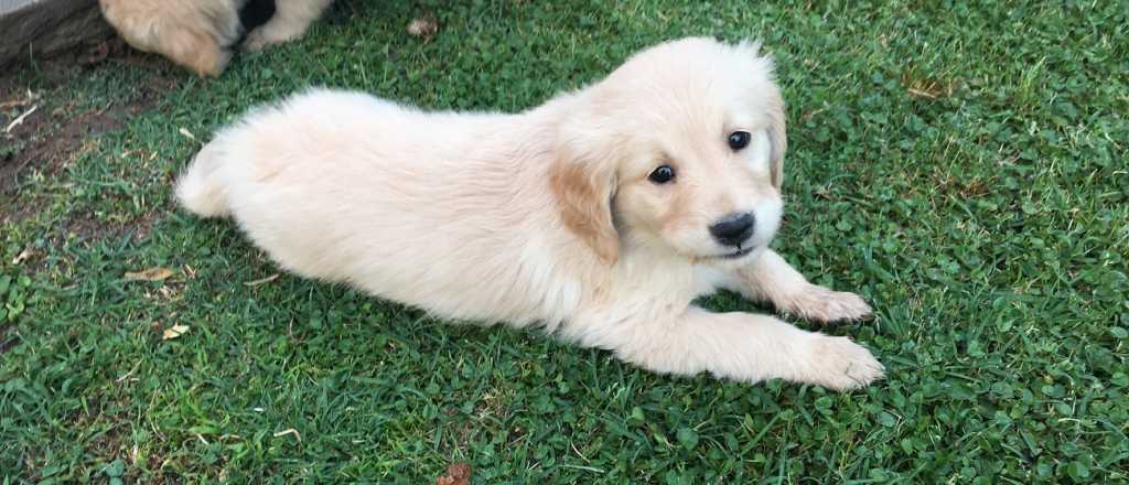 Lo que tu mascota entiende realmente cuando le hablás