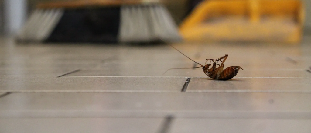 C&oacute;mo eliminar cucarachas en casa: 7 m&eacute;todos caseros que funcionan s&iacute; o s&iacute;