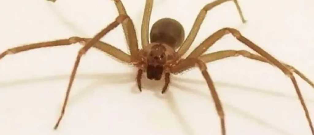 Araña del rincón: cómo actuar ante una mordedura