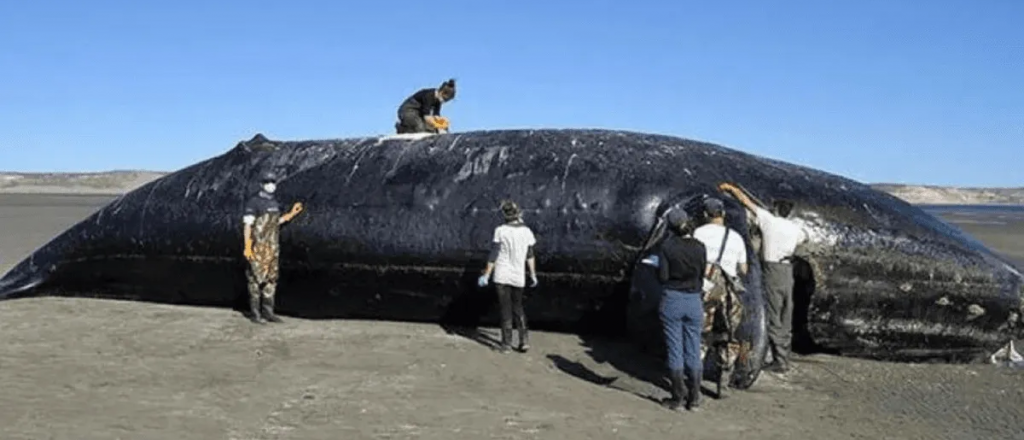 Qué fue lo que mató a 30 ballenas en Península Valdés