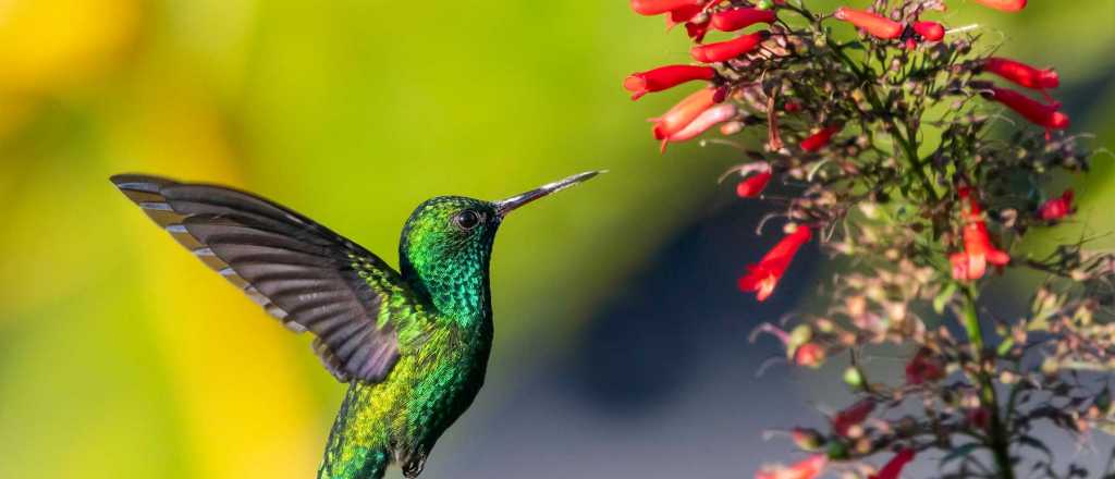 Toma asiento antes de conocer algunos datos de los colibríes