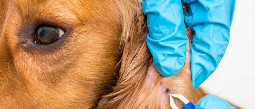 Garrapatas y pulgas: 10 consejos para cuidar a tu mascota 