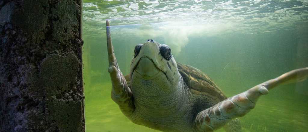 El tortugo Jorge est&aacute; en Porto Alegre, Brasil