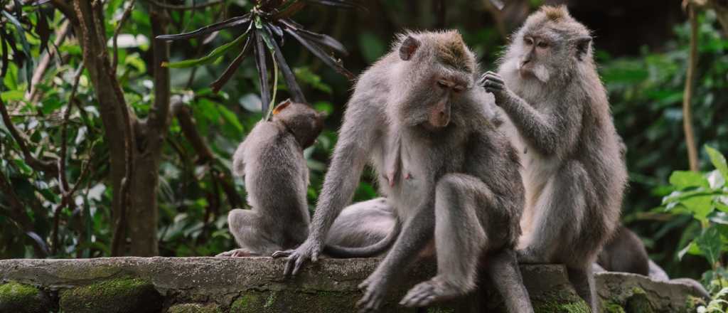 El cambio climático está haciendo que los monos bajen de los árboles