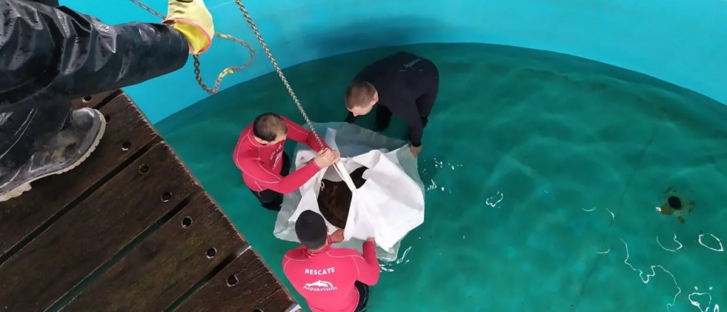 Videos: as&iacute; lleg&oacute; el tortugo Jorge a Mar del Plata