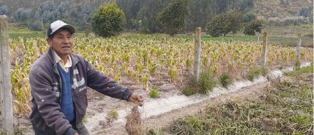 Las 4 medidas para reforzar la emergencia agropecuaria en Mendoza