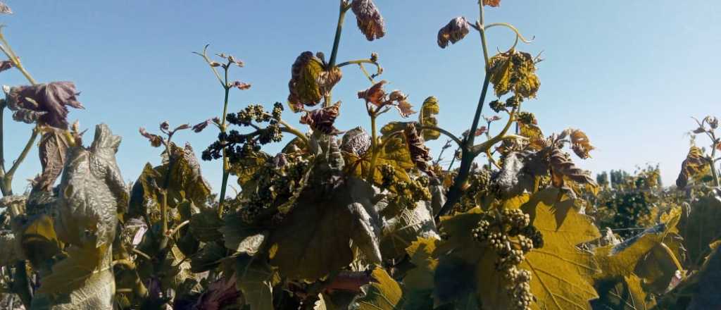 Contingencias Climáticas analiza el impacto de las heladas