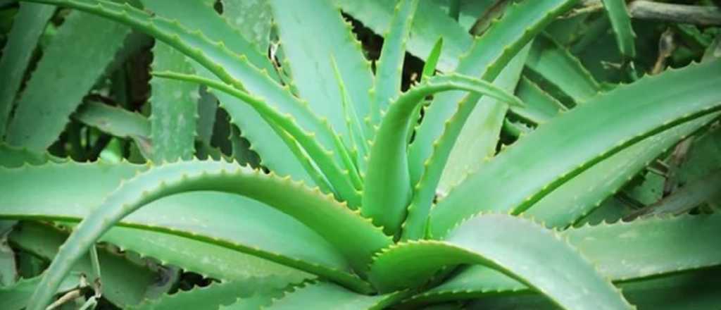 Usos medicinales y contraindicaciones: ¿para qué sirve la Aloe Vera?