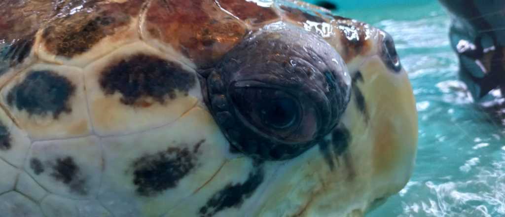 Video: así pasa sus días el tortugo Jorge en su nueva casa en Mar del Plata