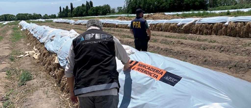 Secuestraron casi 900 toneladas de ajo "sin papeles" en Mendoza