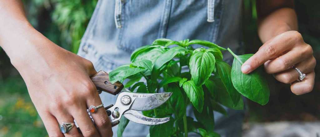 Los incre&iacute;bles beneficios de la albahaca para la salud