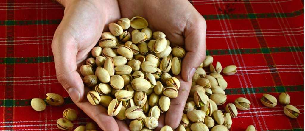 El oro verde: se multiplicó por diez la producción de pistacho en Mendoza