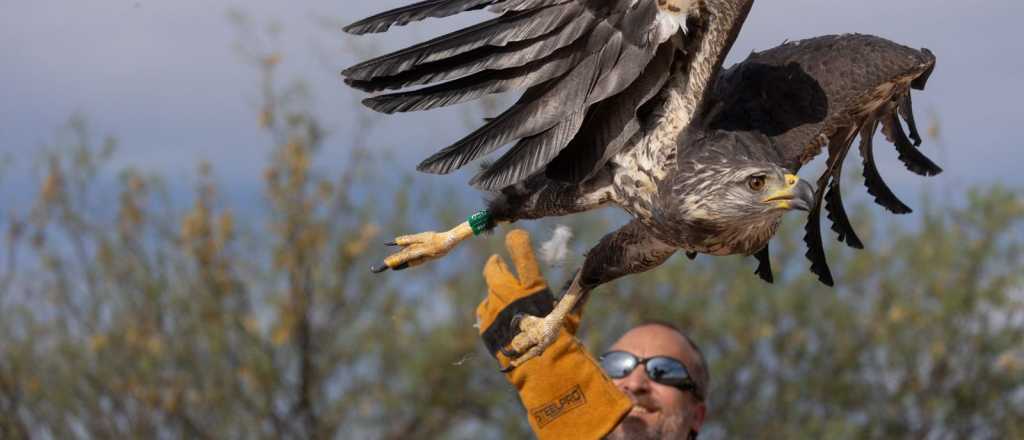 Liberan al águila coronada recuperada por el Ecoparque