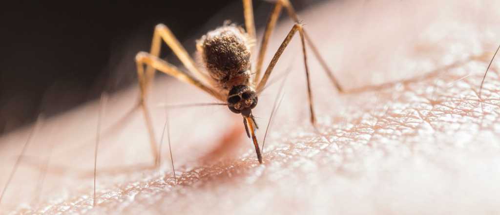El repelente casero que espantará a los mosquitos de tu casa