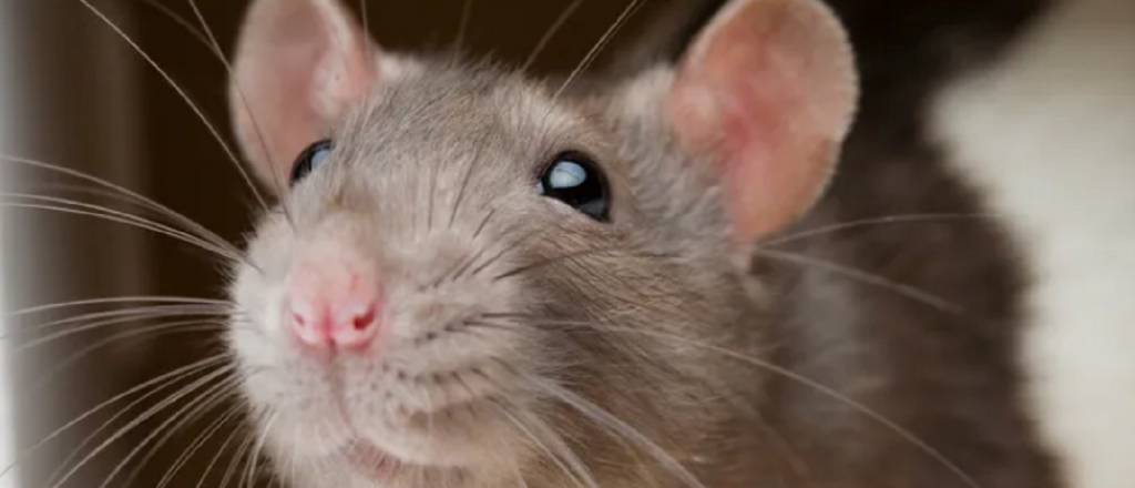 Chau ratas: eliminalas con este increíble remedio casero
