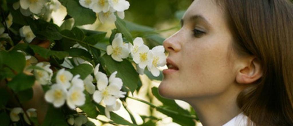 Los cinco jazmines más perfumados que vale la pena plantar