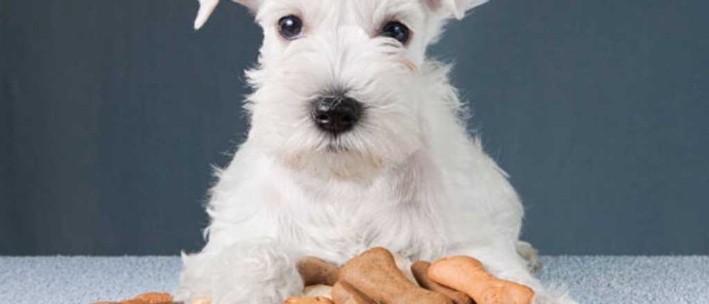 Aprende a preparar galletas caseras para tus perros