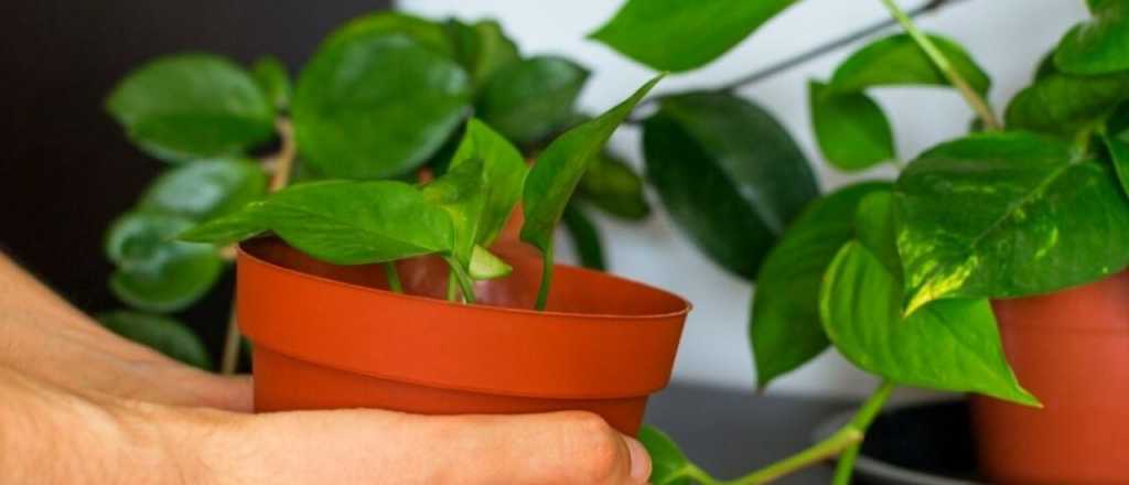 Potus: el abono casero que necesitás para que crezca mejor