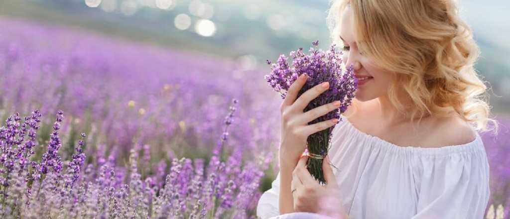 Los m&uacute;ltiples y m&aacute;gicos beneficios de tener lavanda en casa 