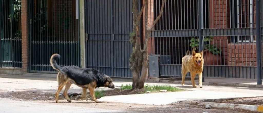 El proyecto para poder ayudar a los refugios de perros callejeros