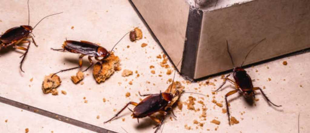 Adiós a las cucarachas con una preparación casera que es viral en TIkTok 