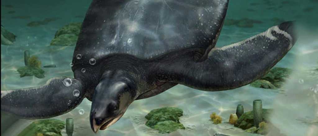 Hallaron una tortuga prehistórica del tamaño de un auto