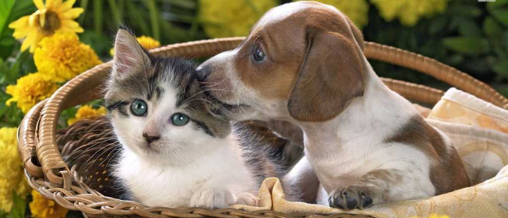Perros y gatos: ¿sirve hablarles como a los niños?