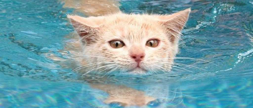 Animales: &iquest;Por qu&eacute; los gatos odian el agua?