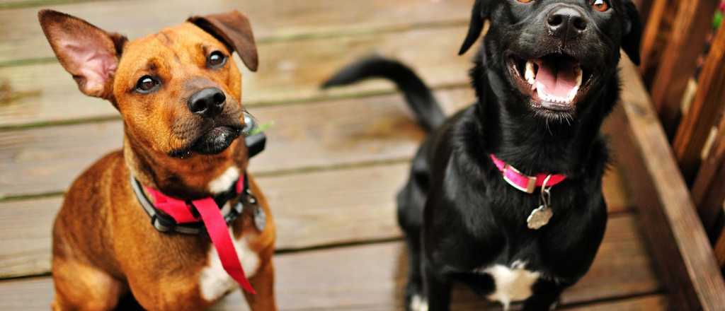 Estas son las razas de perros menos cari&ntilde;osas y m&aacute;s independientes